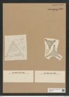 Triceratium sp. (de-Toni-Nr.: Genus 140) Zeichnungen Sammlung Grunow Nr. 7565 (NHMW-BOT-W0376713)